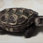 Terrapin